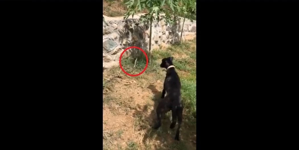 Η απίστευτη στιγμή που ένα φίδι επιτίθεται σε έναν σκύλο σε αγρόκτημα στο Ρέθυμνο (βίντεο)